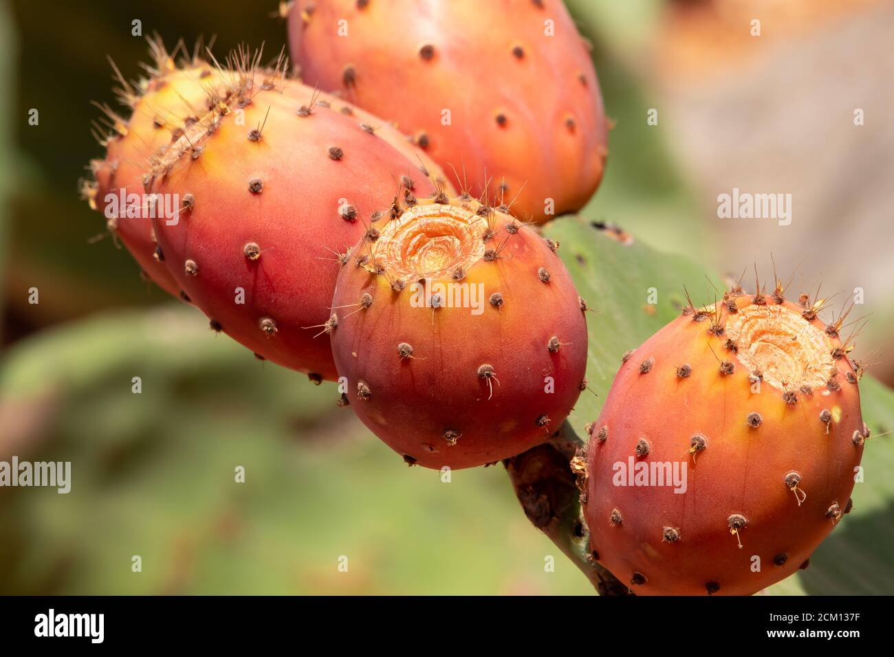 Kaktus aus Kaktus mit Kaktus aus Kaktus mit Kaktus in roter Farbe. Opuntia, allgemein als Kaktusbirne bezeichnet, ist eine Gattung in der Kaktusfamilie, Cactaceae. Kaktusbirne Stockfoto