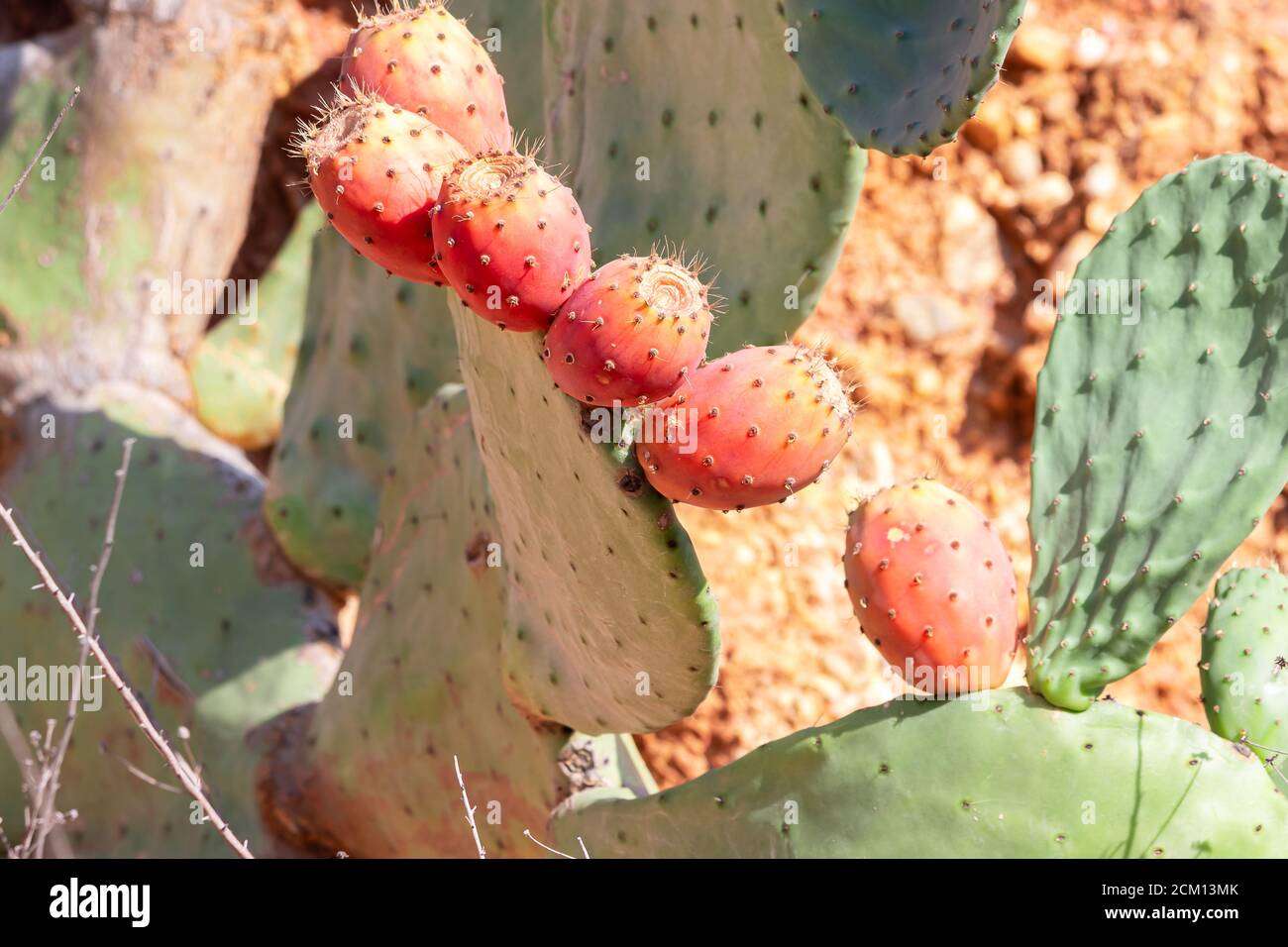 Kaktus aus Kaktus mit Kaktus aus Kaktus mit Kaktus in roter Farbe. Opuntia, allgemein als Kaktusbirne bezeichnet, ist eine Gattung in der Kaktusfamilie, Cactaceae. Kaktusbirne Stockfoto