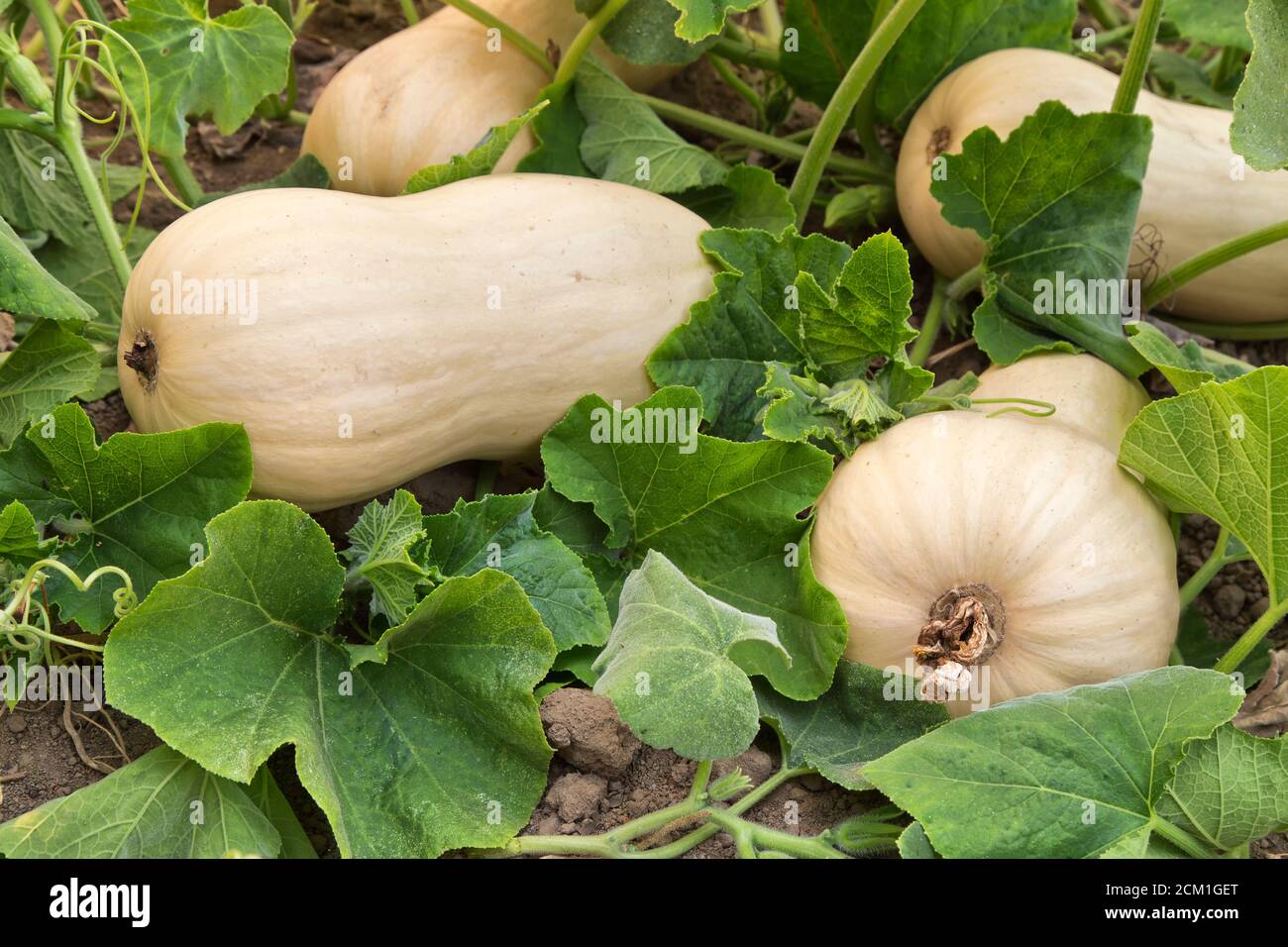 Butternut Squash 'Cucurbita moschata' reift im Feld, Kalifornien. Stockfoto