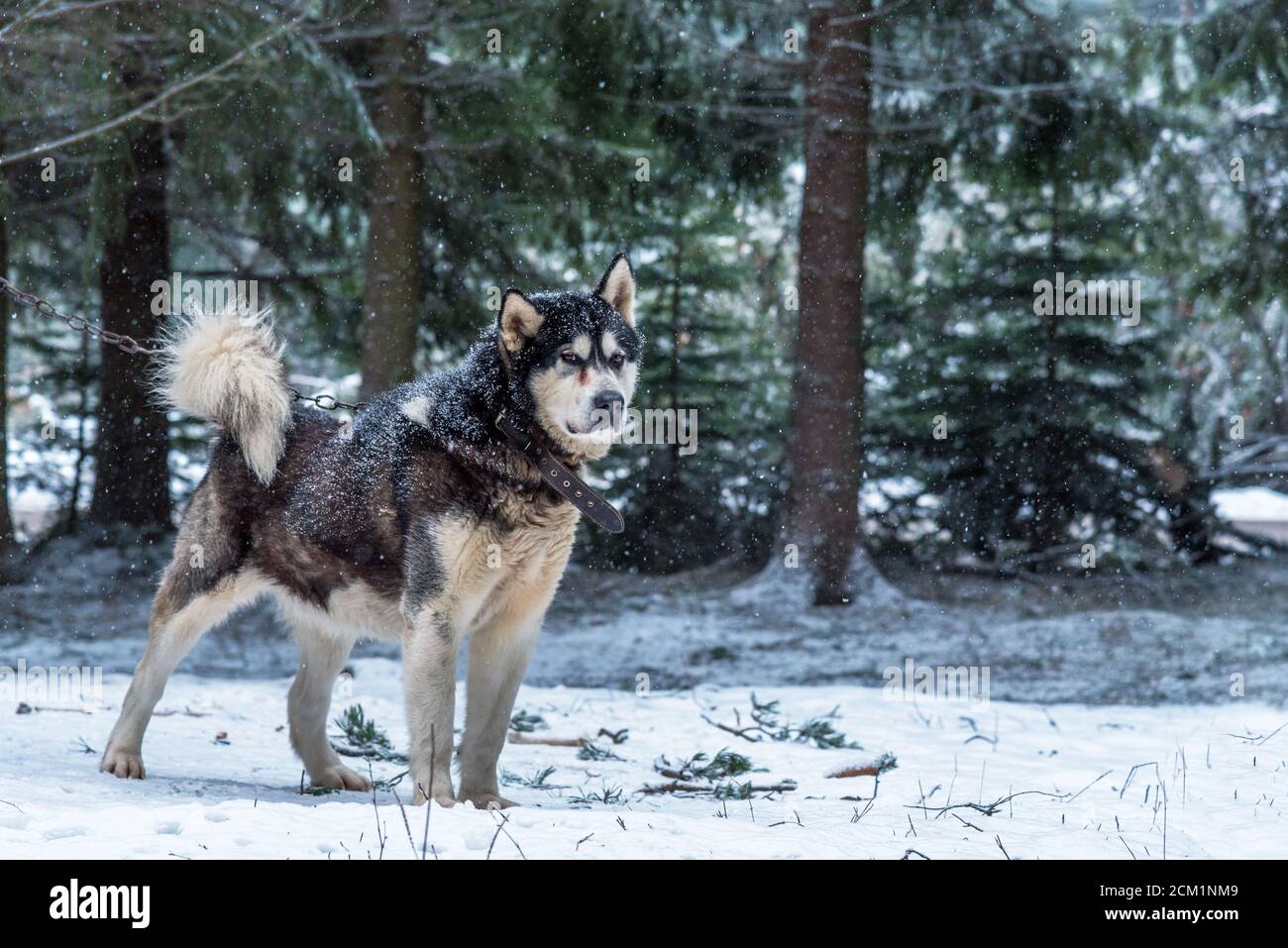 Portrait von Alaskan Malamute Hund im Winter. Stockfoto