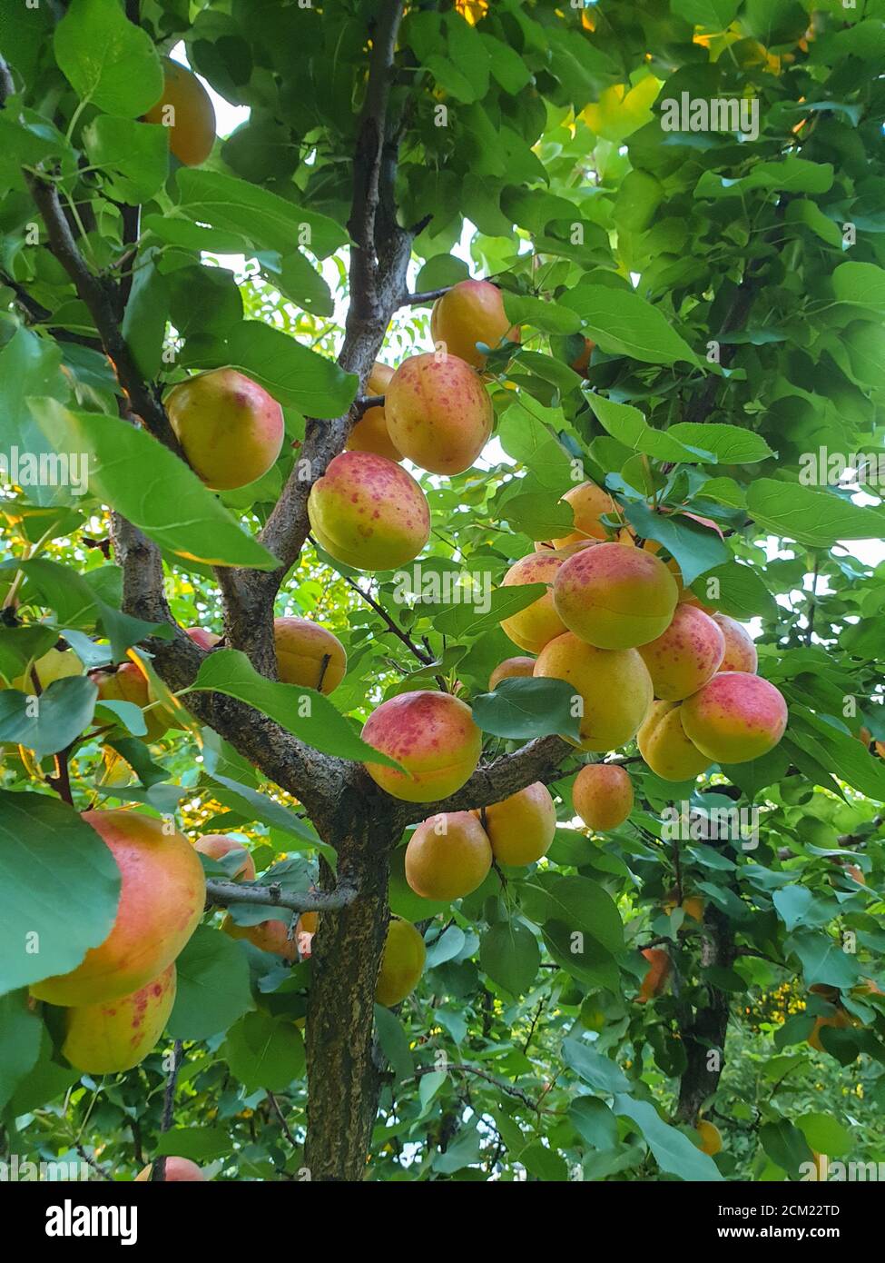 Reife Aprikosen im Baum im Garten im Sommer, bereit, gepflückt werden. Landwirtschaft Obstbau Farmszene im August (Frühherbst) Stockfoto