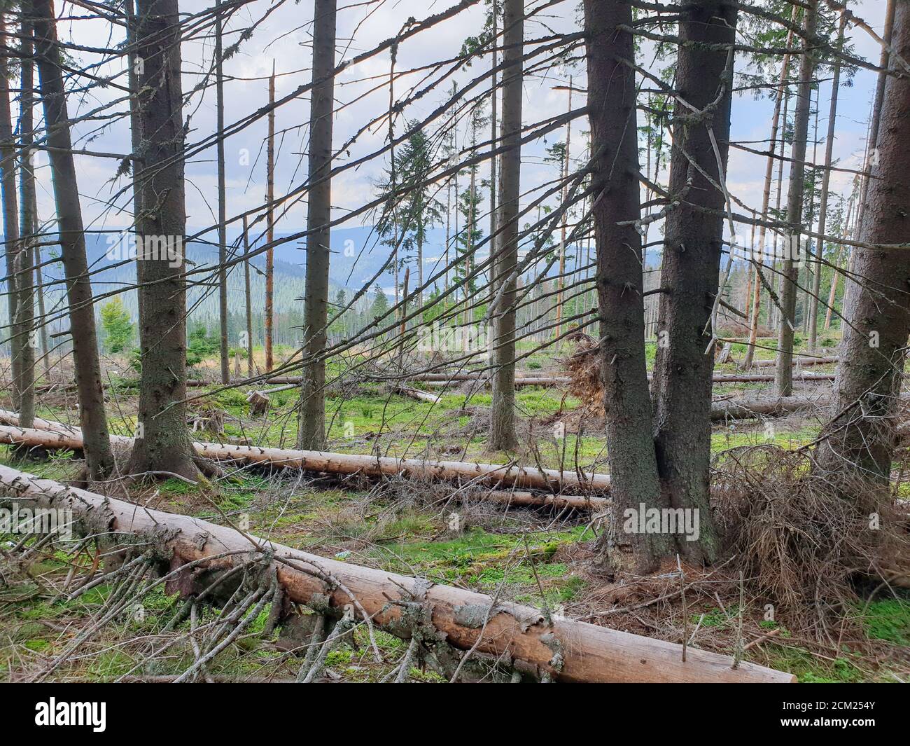 Entwaldung Problem im Naturpark. Umweltproblem in den Apuseni Bergen. Abholzung von Kiefern, illegaler Holzeinschlag in Siebenbürgen, Rumänien. Abb. Stockfoto