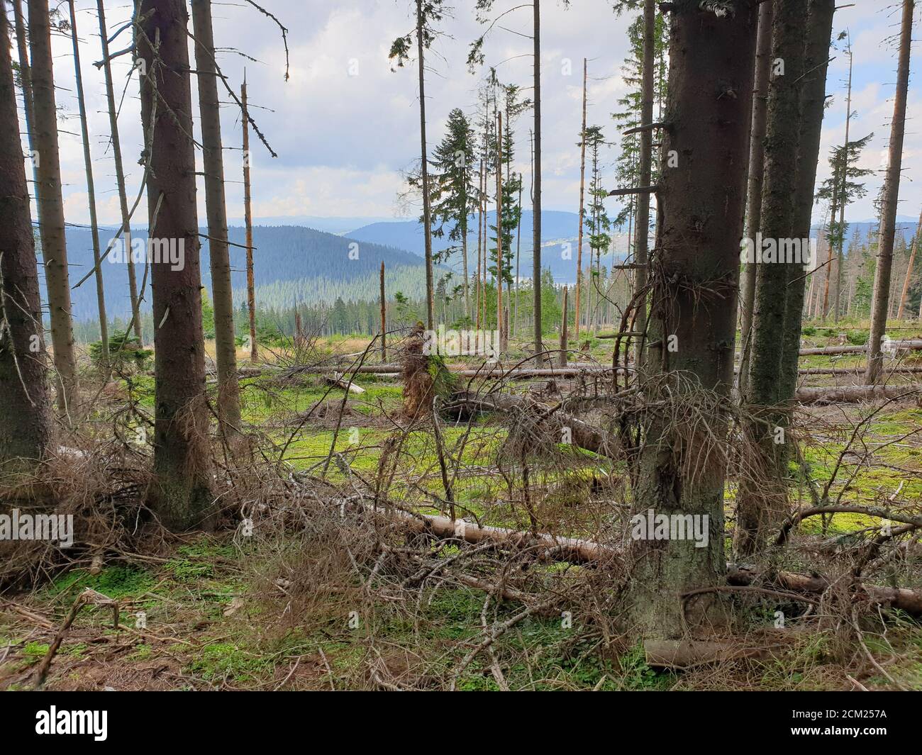 Entwaldung Problem im Naturpark. Umweltproblem in den Apuseni Bergen. Abholzung von Kiefern, illegaler Holzeinschlag in Siebenbürgen, Rumänien. Mär Stockfoto