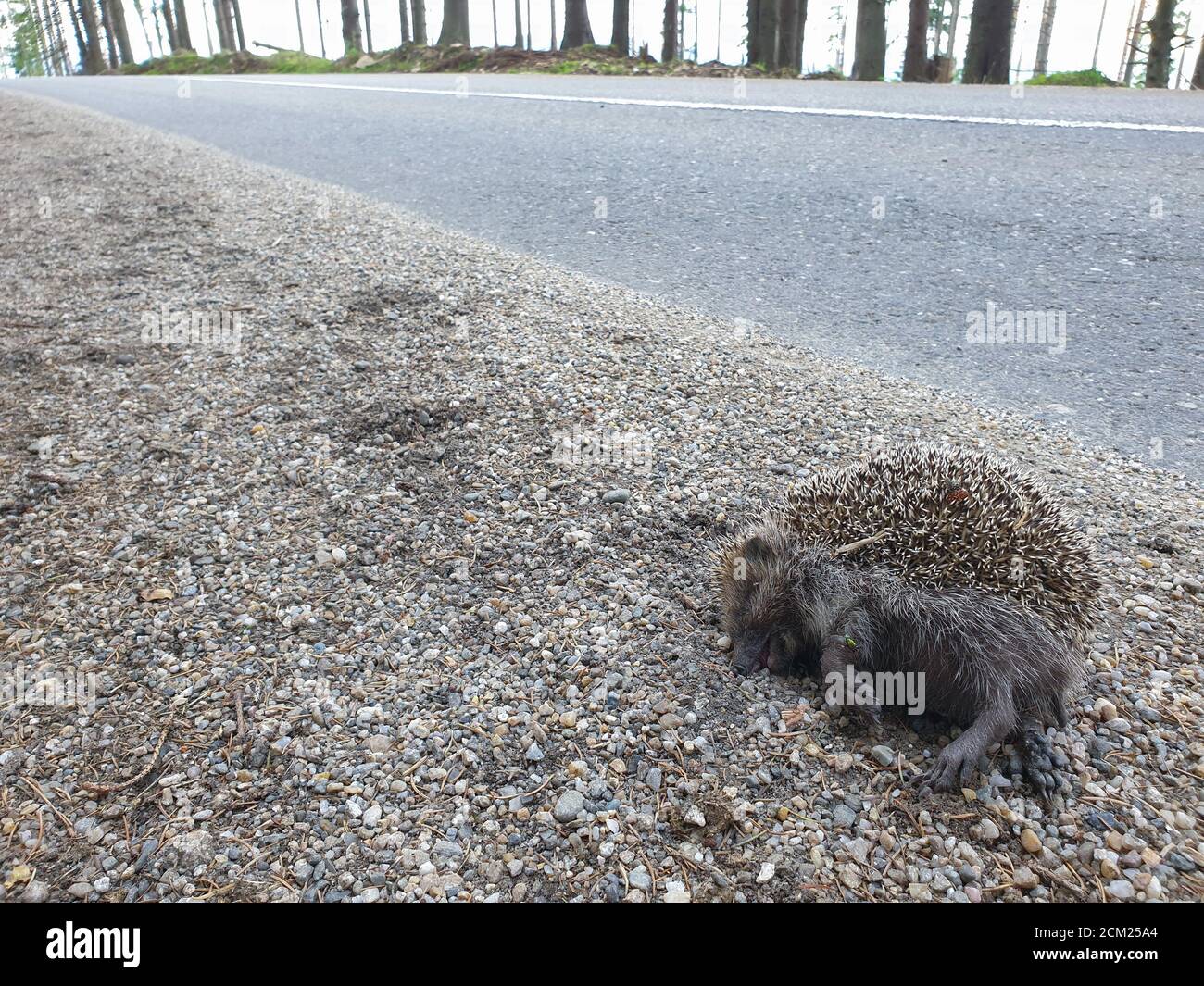 Toter wilder Igel, der mit dem Auto in der Natur getötet wurde. Roadkill Tier Opfer des Verkehrs in der natürlichen Umwelt. Tote Wildtiere als Folge der Überbevölkerung. Stockfoto