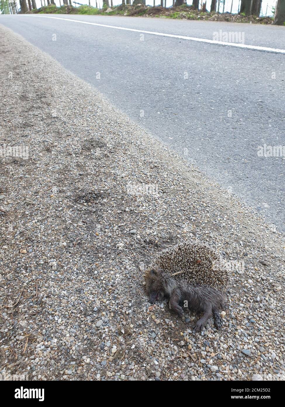 Toter wilder Igel, der mit dem Auto in der Natur getötet wurde. Roadkill Tier Opfer des Verkehrs in der natürlichen Umwelt. Tote Wildtiere als Folge der Überbevölkerung. Stockfoto