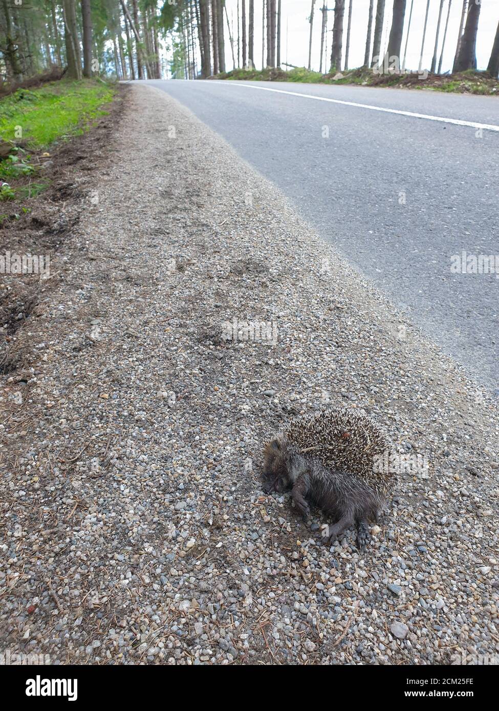 Toter wilder Igel, der mit dem Auto in der Natur getötet wurde. Roadkill Tier Opfer des Verkehrs in der natürlichen Umwelt. Tote Wildtiere als Folge der Überbevölkerung. Stockfoto