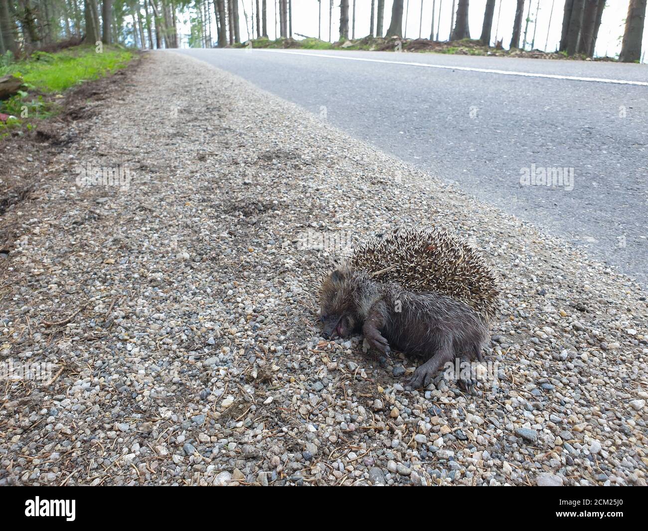 Toter wilder Igel, der mit dem Auto in der Natur getötet wurde. Roadkill Tier Opfer des Verkehrs in der natürlichen Umwelt. Tote Wildtiere als Folge der Überbevölkerung. Stockfoto