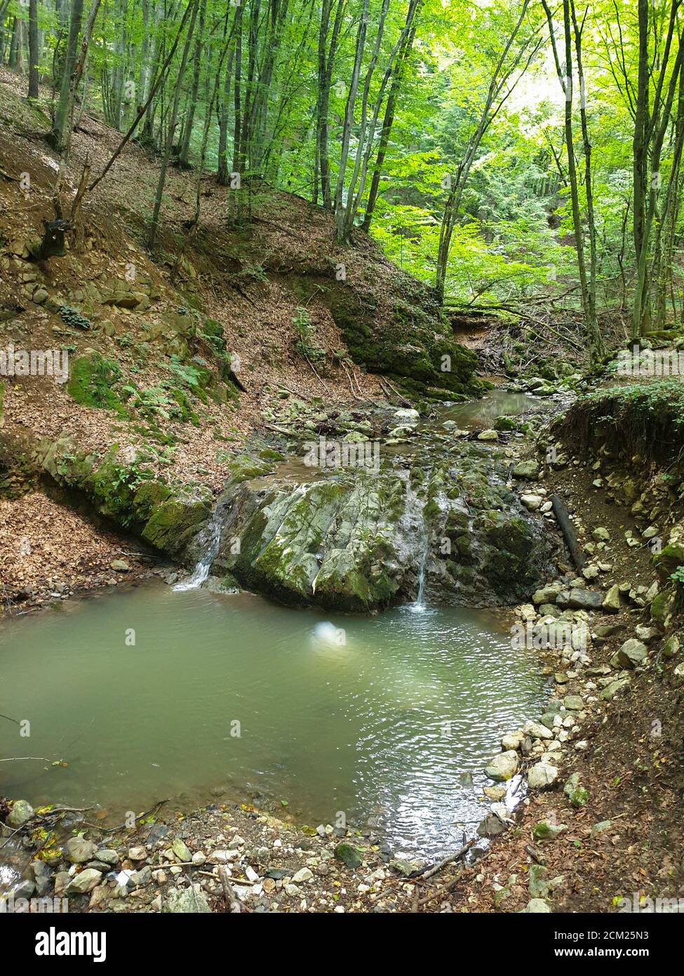 Cheile Borzesti Schluchten natürlichen Flussgebiet. Wasserfall auf kleinen Fluss in dichten Wald in Cluj County, Siebenbürgen, Rumänien. Cheile Borzesti Schluchten waten Stockfoto