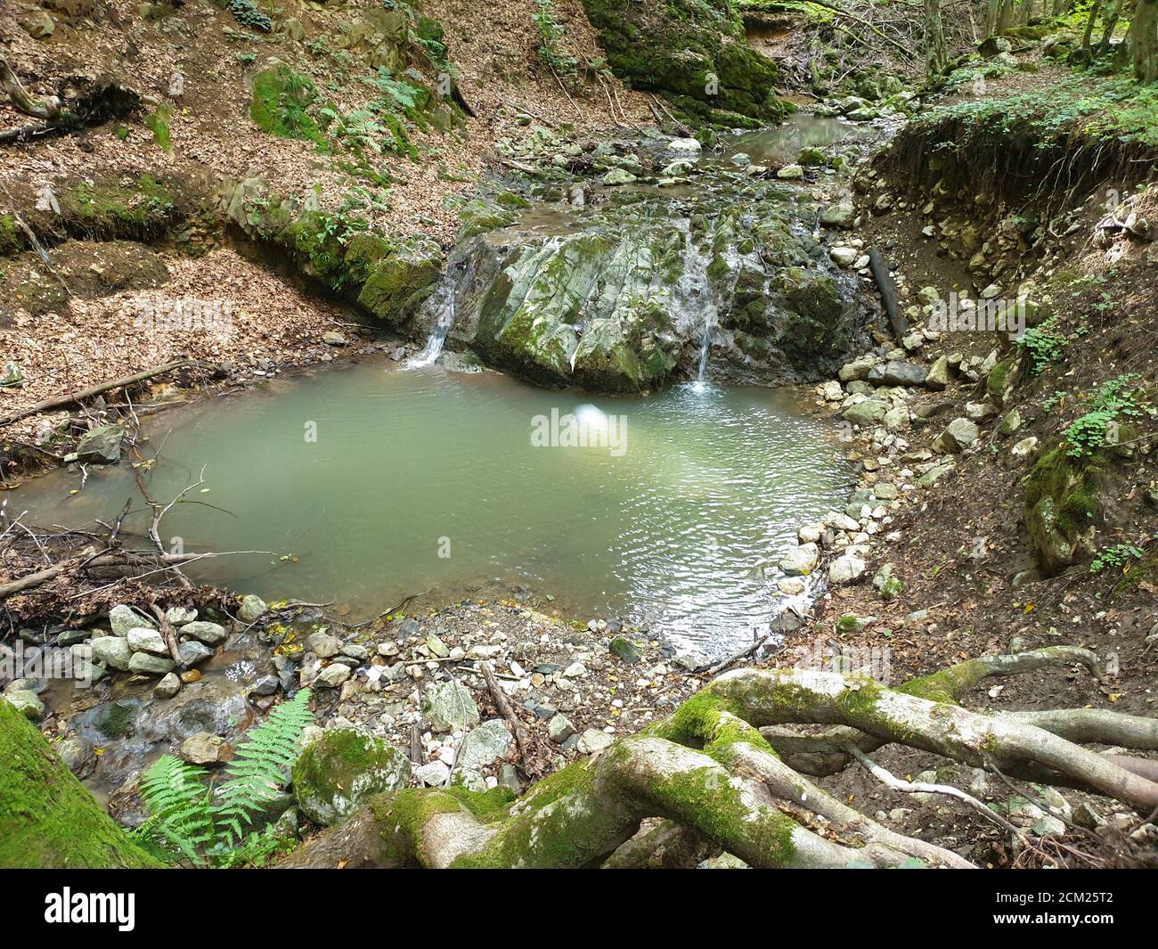 Cheile Borzesti Schluchten natürlichen Flussgebiet. Wasserfall auf kleinen Fluss in dichten Wald in Cluj County, Siebenbürgen, Rumänien. Wasserfall in Cheile Borzest Stockfoto