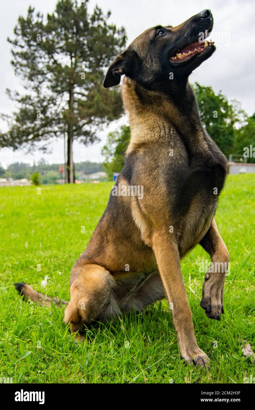 Belgischer Schäferhund posiert in sitzender Position und wartet auf seine Befehle im Hunde-Outdoor-Trainingszentrum, um den Schutz der Hundefamilie durch Tiere zu schützen. Stockfoto
