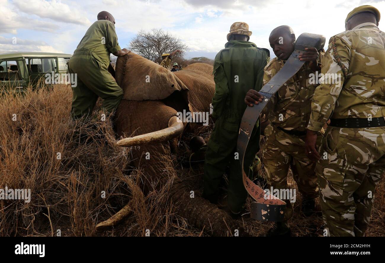 Kenya Wildlife Service (KWS) und der internationale Fonds für Animal Welfare (IFAW) passen ein Elefant mit einem erweiterten Satellitenradio tracking-Kragen zur Überwachung ihrer Bewegung und Kontrolle-Mensch-Wildtier-Konflikt in der Nähe von Mt. Kilimanjaro im Amboseli-Nationalpark in Kenia 2. November 2016. REUTERS/Thomas Mukoya TPX Bilder des Tages Stockfoto