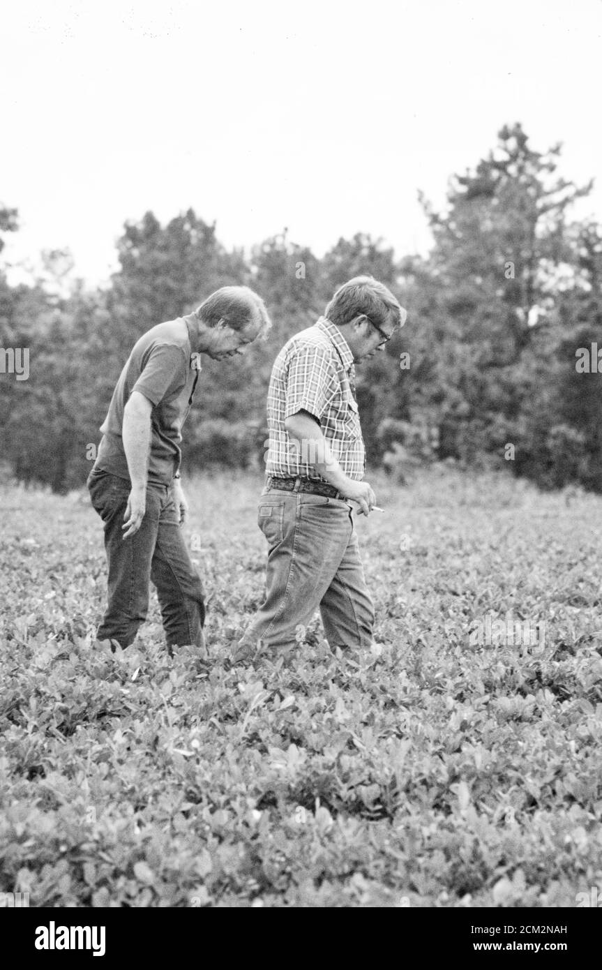 Präsident Jimmy Carter, sein Bruder Billy Carter und der Pächter Leonard Wright des Carters begutachtet das Erdnusslandland von Carter während der ersten Reise des Präsidenten zurück in seine Heimatstadt Plains, Georgia, seit er sein Amt antritt. Carter und Wright pflückten auch Wassermelonen und teilten sie der Wanderpresse des Weißen Hauses mit. Stockfoto