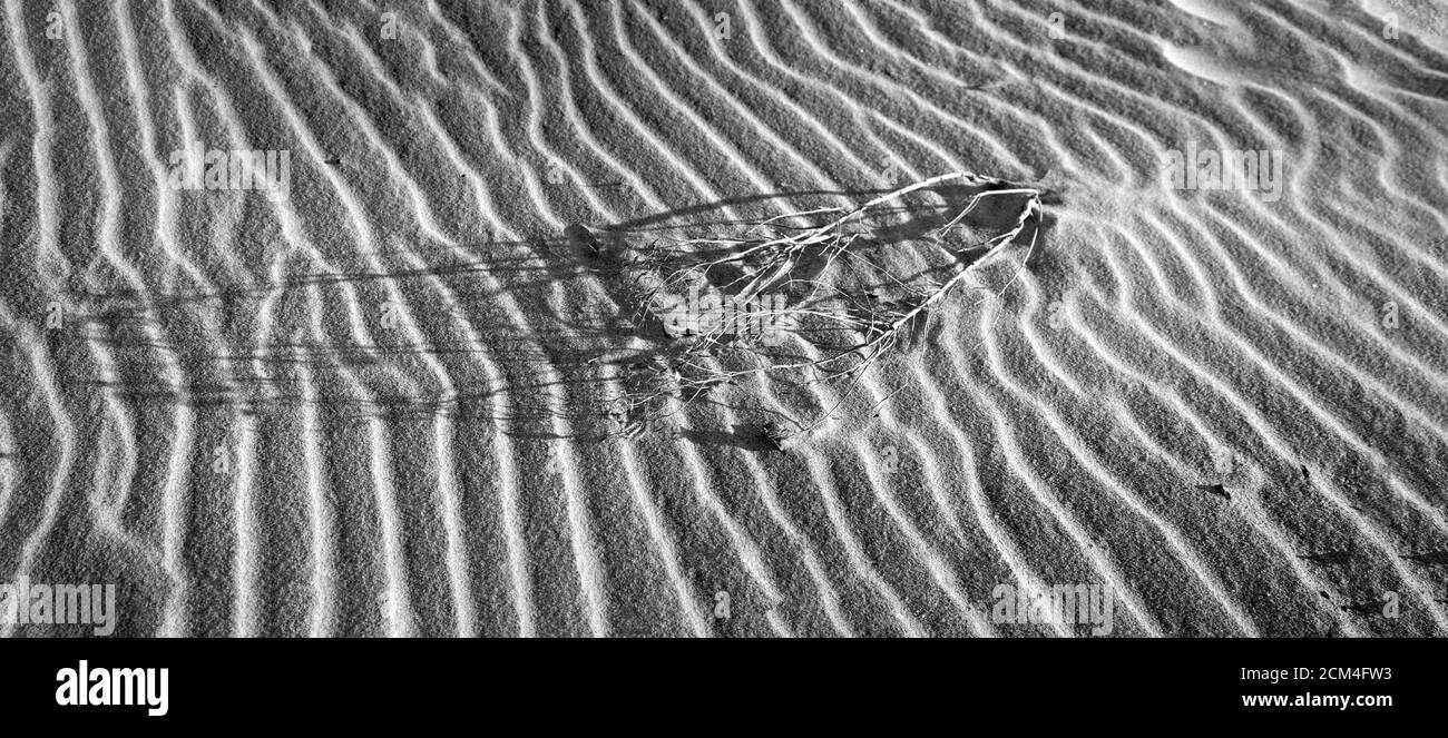 Karger Zweig über Sandwelle in schwarz und weiß. Stockfoto