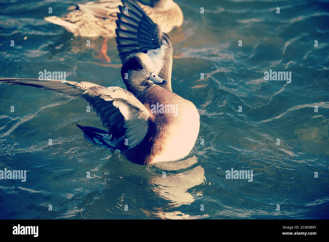 American Wigeon Duck mit Flügeln aus Stockfoto