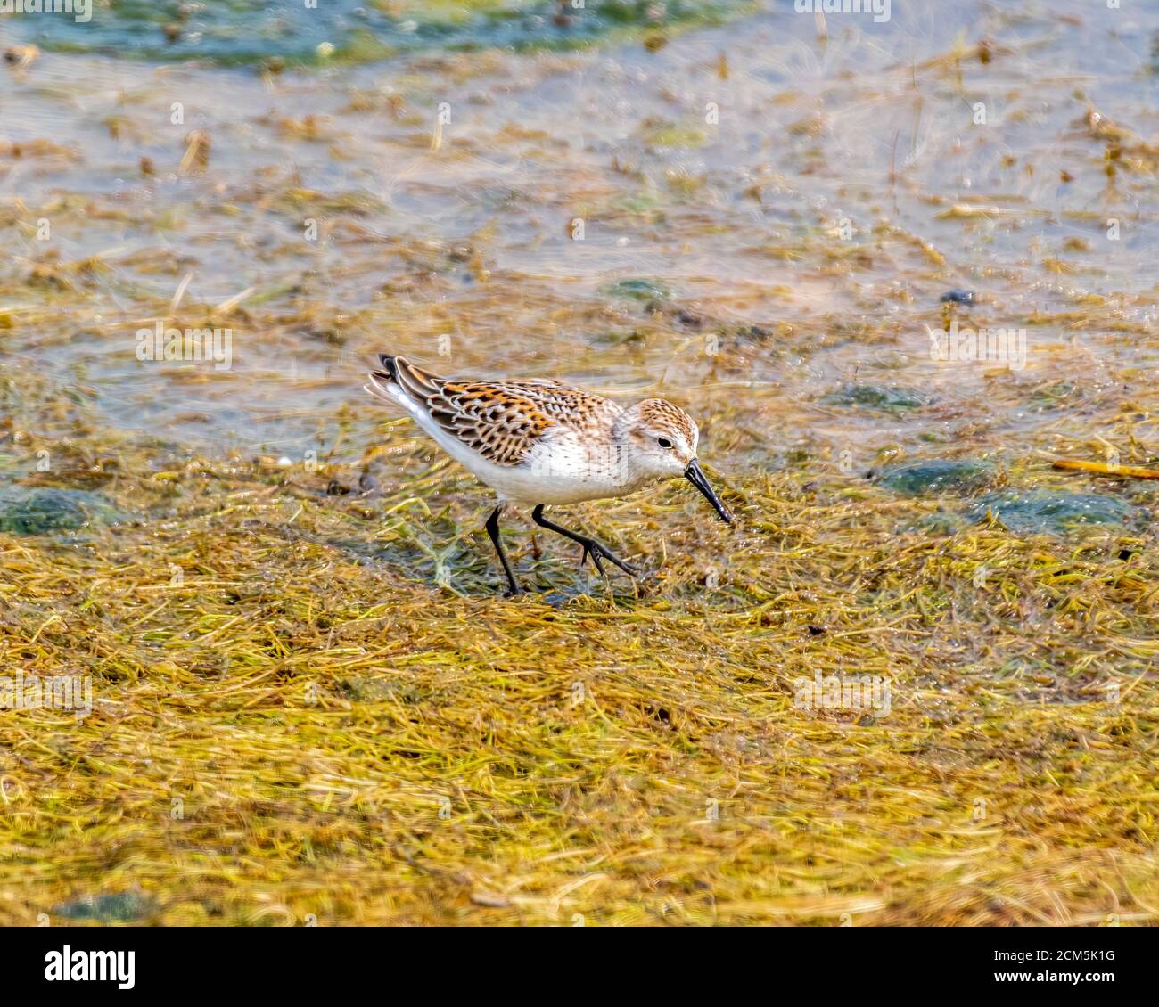 Baird's Sandpiper - Calidris bairdii Malibu Lagoon State Beach CA USA Stockfoto