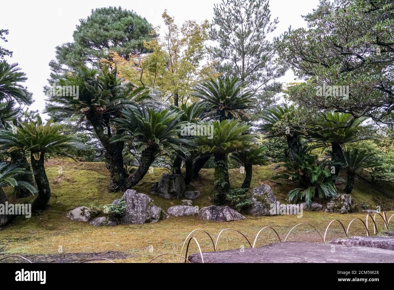 Sago Palmen im Japanischen Garten der Katsura Imperial Villa, Kyoto, Japan Stockfoto