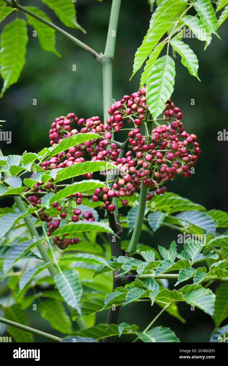 Bandicoot Berry (Leea novoguineensis) reifende Frucht. September 2020. Cow Bay. Daintree National Park. Queensland. Australien. Stockfoto