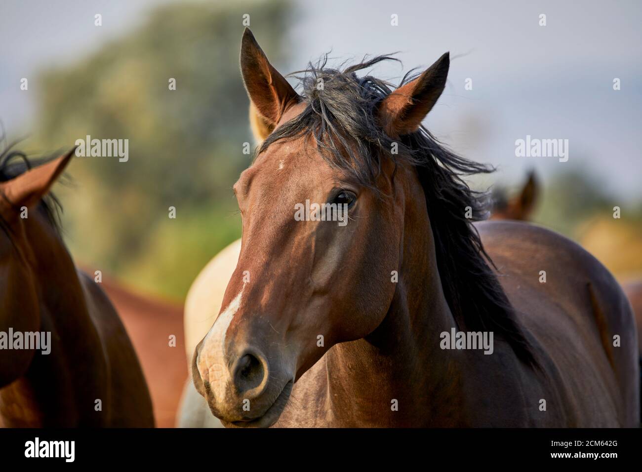 Domestiziertes junges Pferd, das auf die Kamera in einem Feld schaut Mit geringer Schärfentiefe Stockfoto