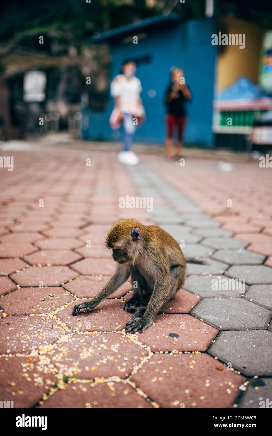 AFFE! Städtische Affen hängen sammeln Nahrung auf dem Bürgersteig in der Stadt Kuala Lumpur, Malaysia Stockfoto