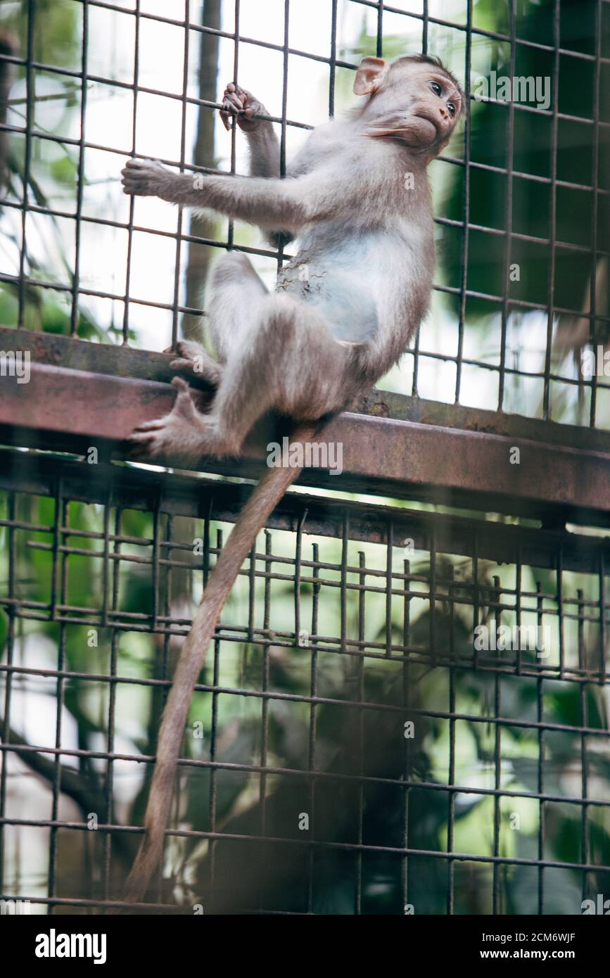 Affen in Gehege im Malaysia National Zoo. Stockfoto