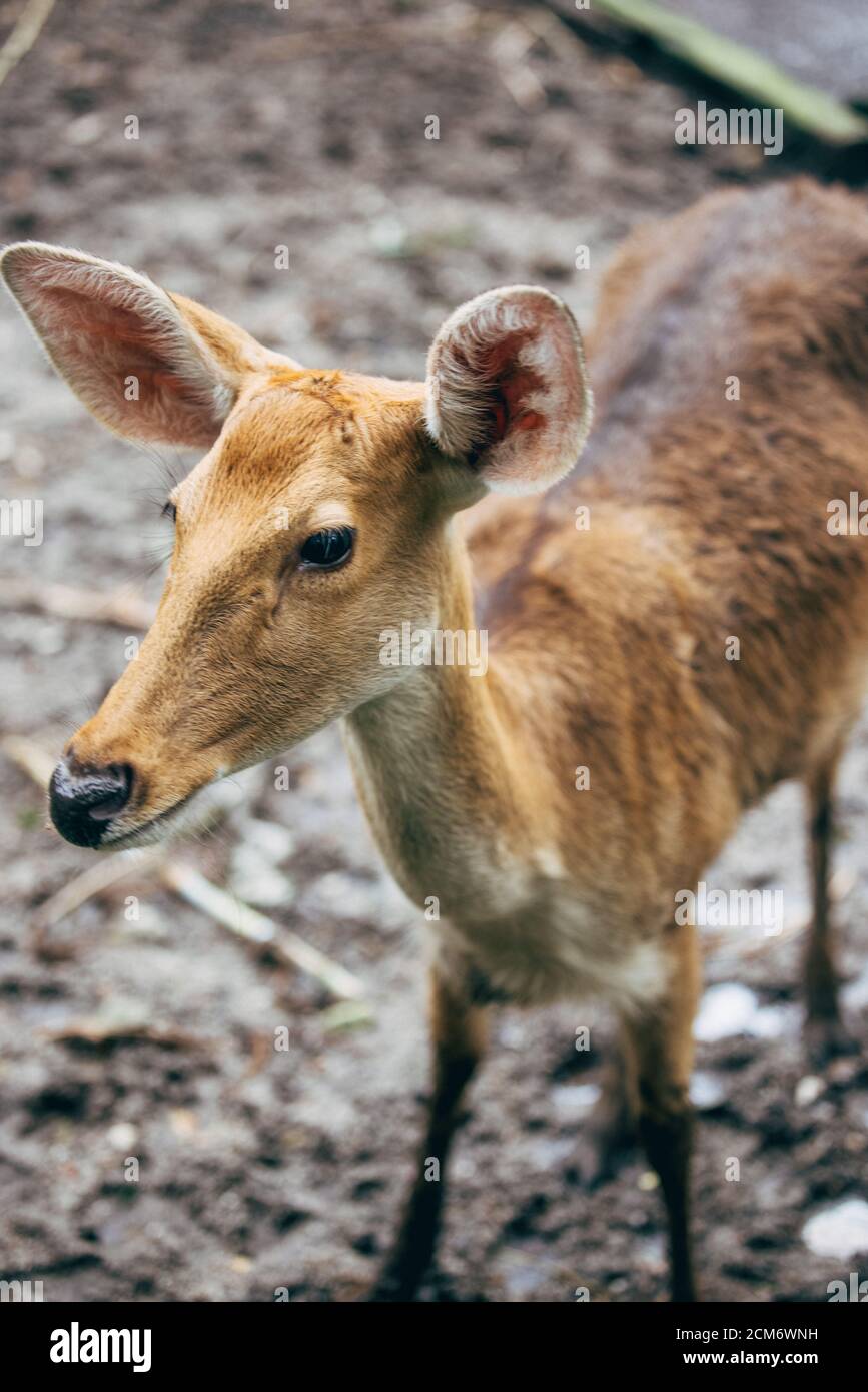 Der junge Hirsch posiert für die Kamera im Malaysia National Zoo. Stockfoto