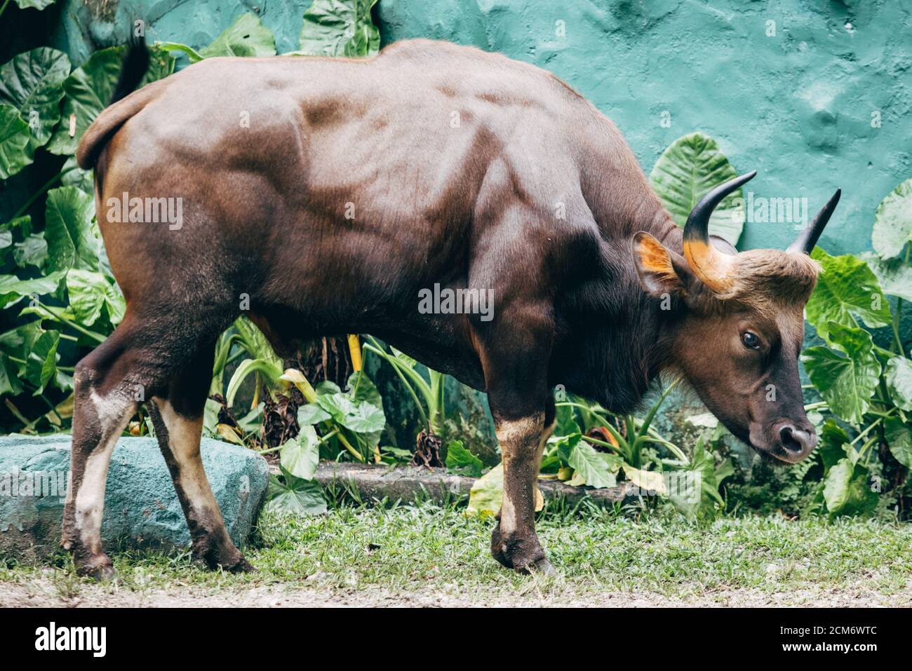 Der Ox im Malaysia National Zoo. Stockfoto