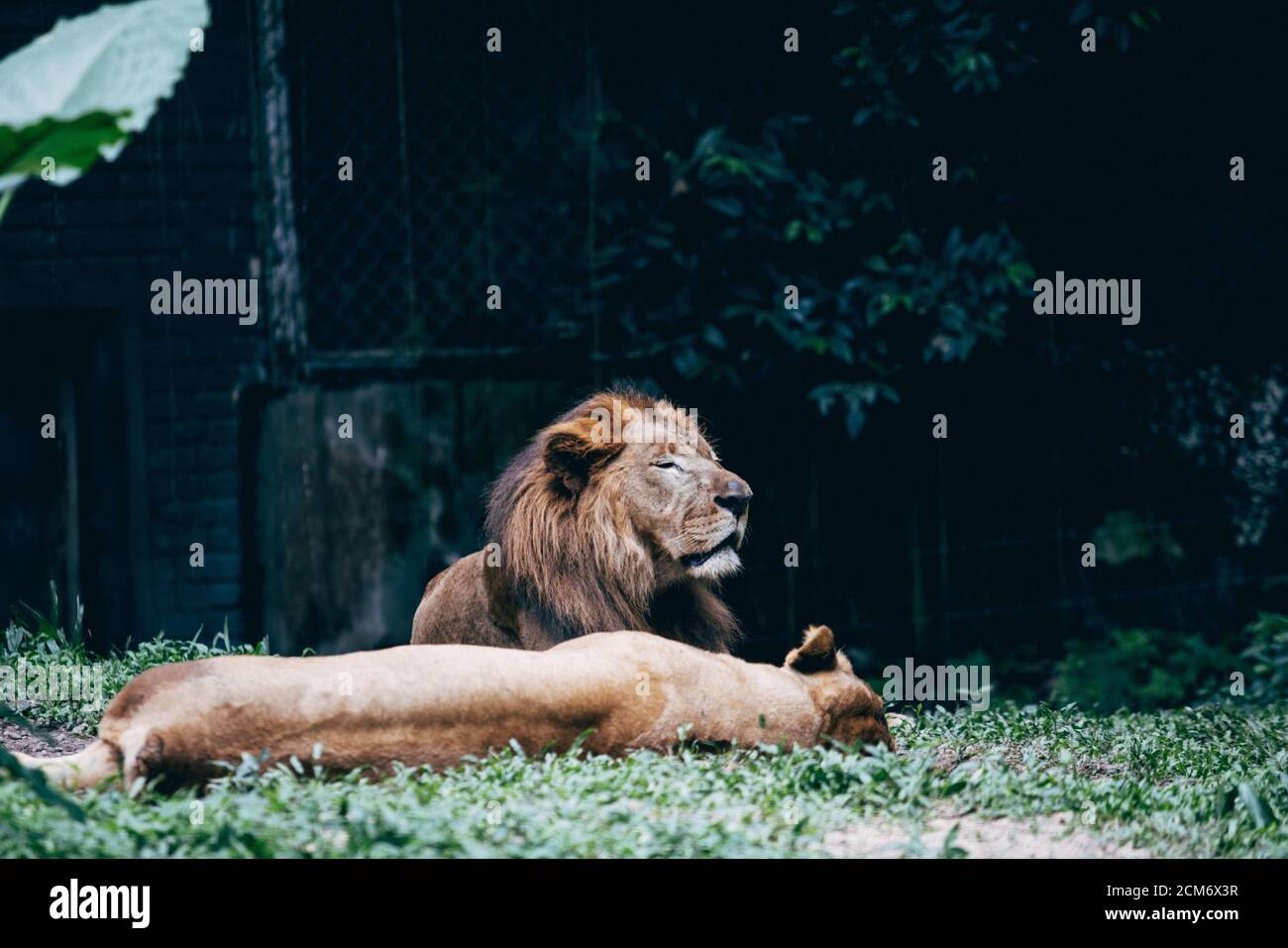 Der Löwe und die Löwin, entspannen im Malaysia National Zoo. Stockfoto