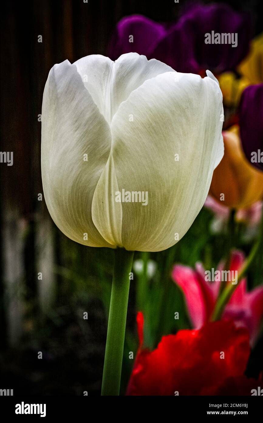 Gartenpflanzen und Blumen Stockfoto