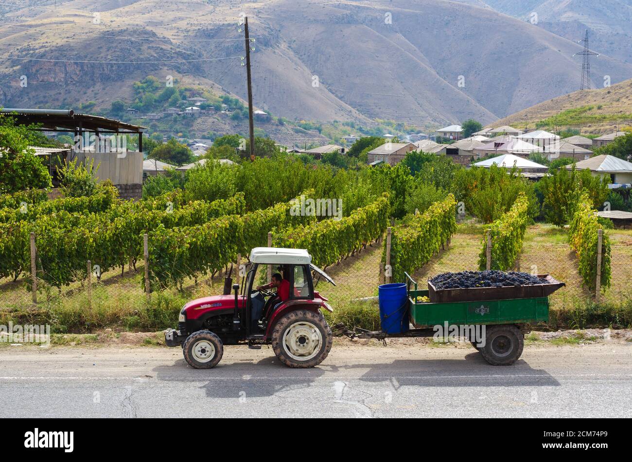 Traktor trägt Traubenernte in den Hintergrund Reihen von Trauben und Berge, sonniger Tag Stockfoto