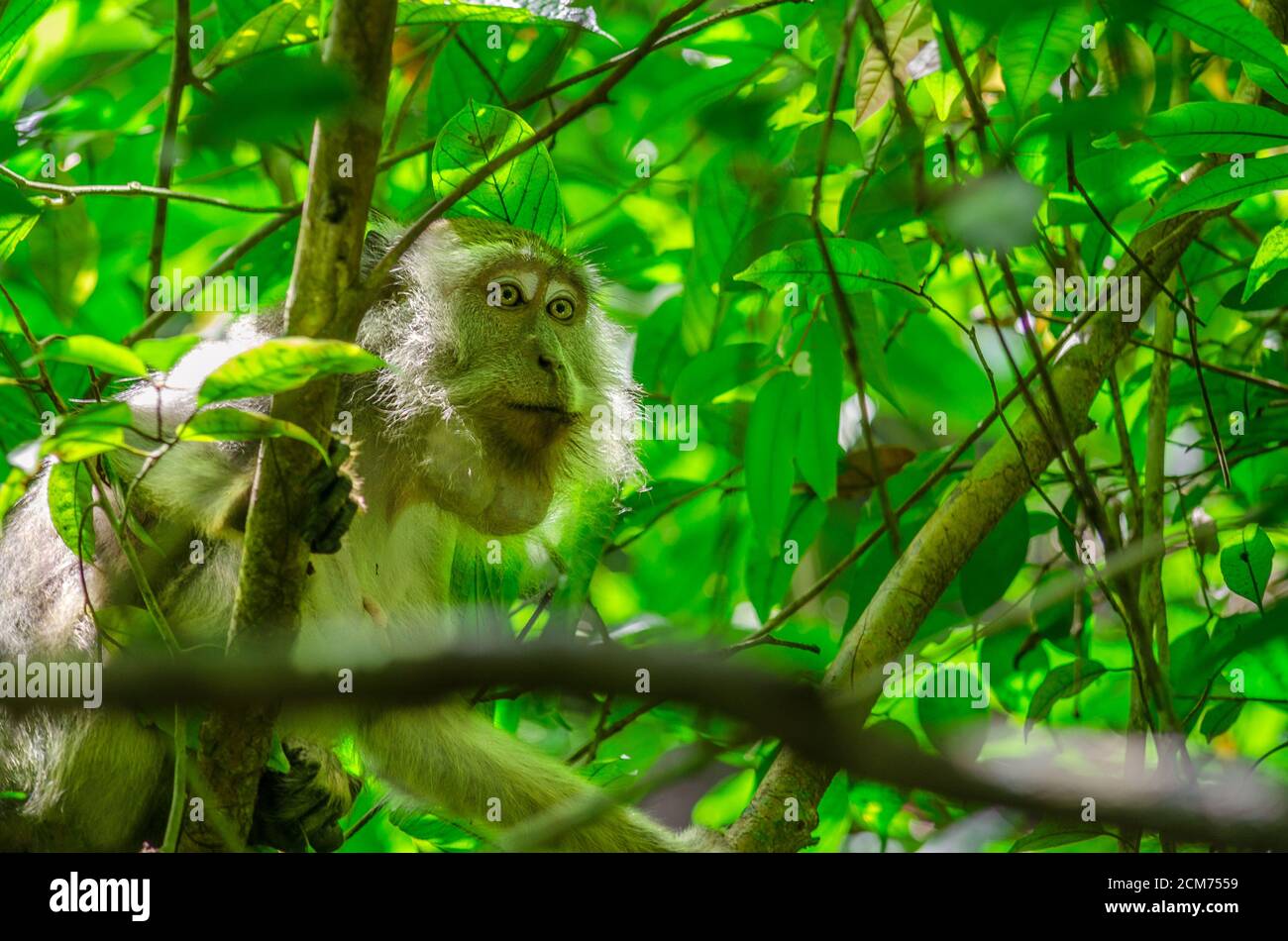 Eichhörnchen Affen in natürlichen Lebensraum, Regenwald und Dschungel, spielen. Horizontal Stockfoto