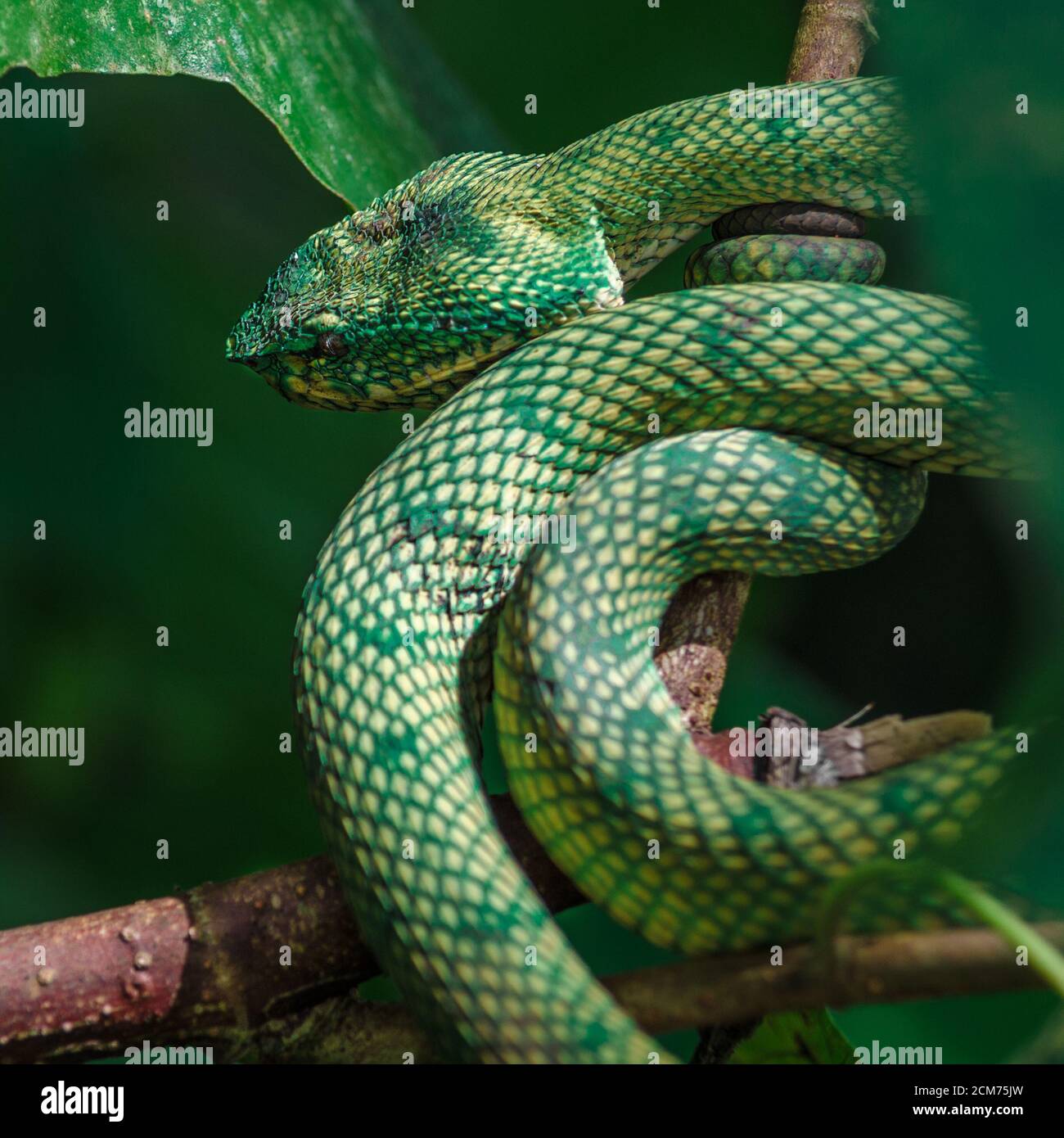 Pit Viper, Green Snake, borneo, bako Park Stockfoto