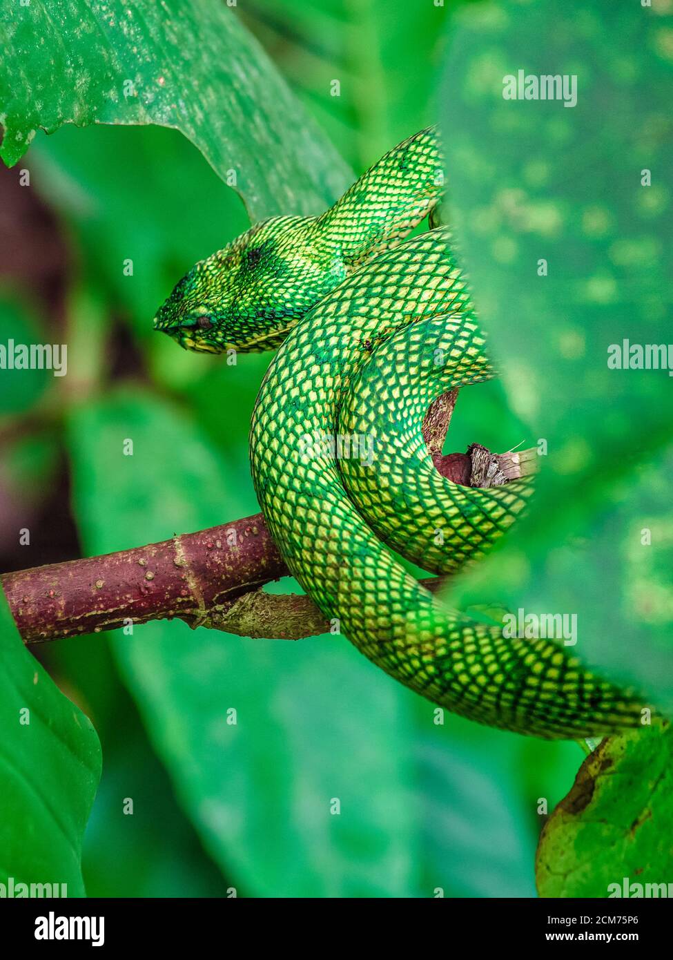 Grüne Insularis Pit Viper Schlangen im Dschungel, in natürlichen Lebensraum, vertikal Stockfoto