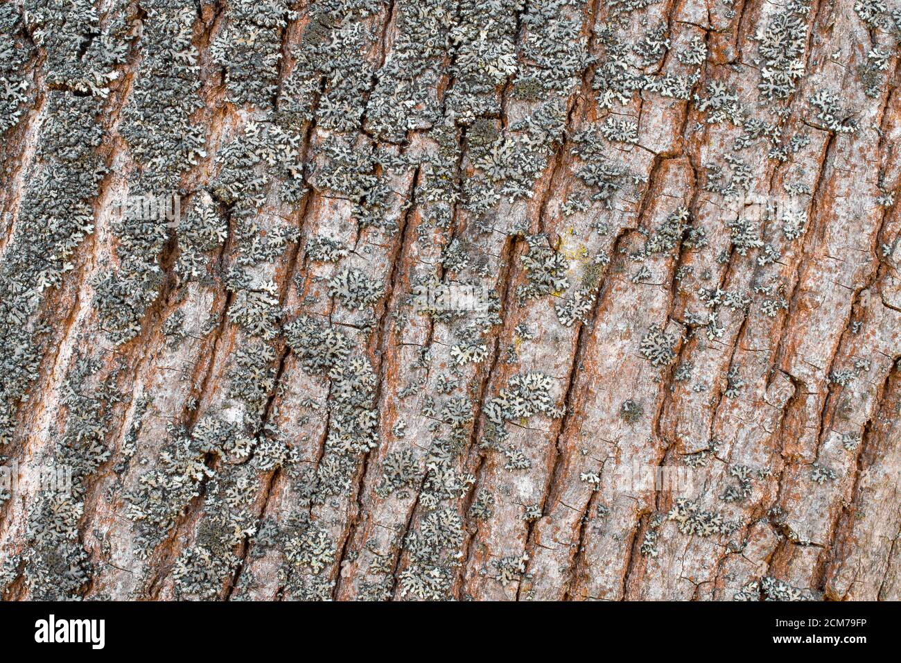 Baumrinde Textur mit Moos. Horizontaler Hintergrund für Designer, trockene Baumrinde Textur und Hintergrund. Stockfoto