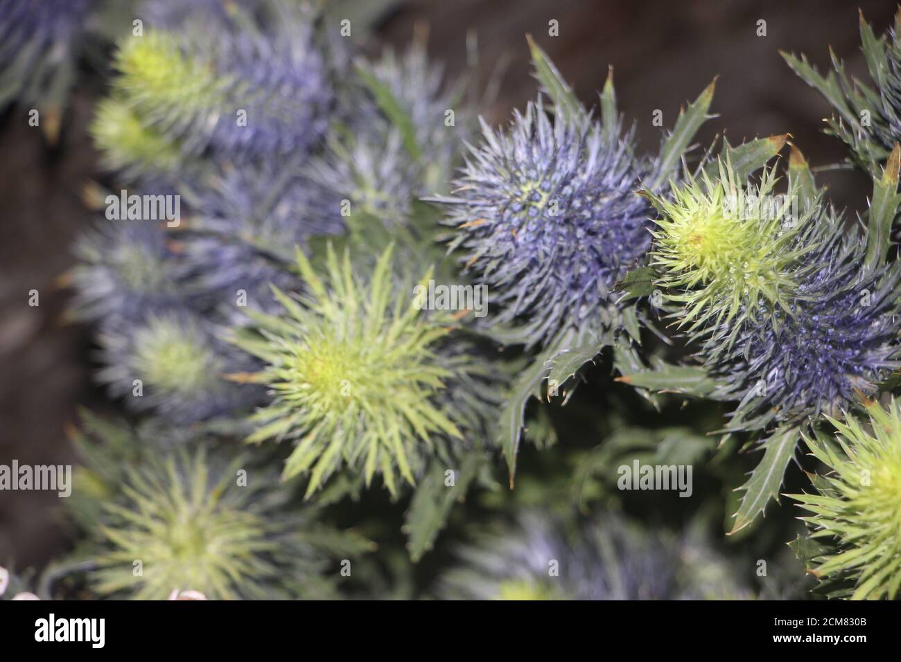 Globe Distel seine Stachelkopfblume Echinops banaticus bunte Pflanze Hintergrund Stockfoto