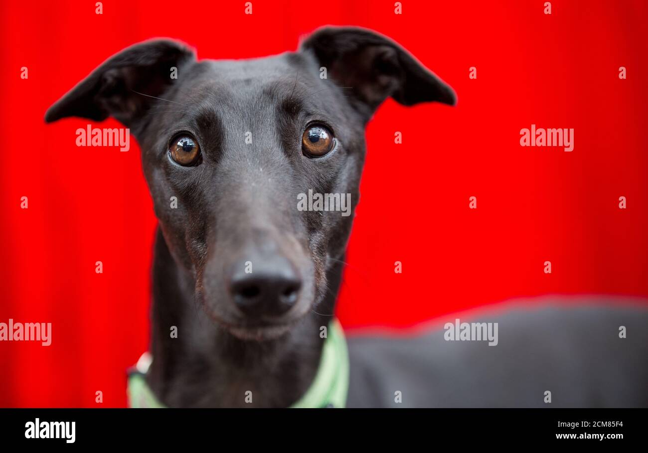 Nervöser Windhund posiert für Fotos Stockfoto