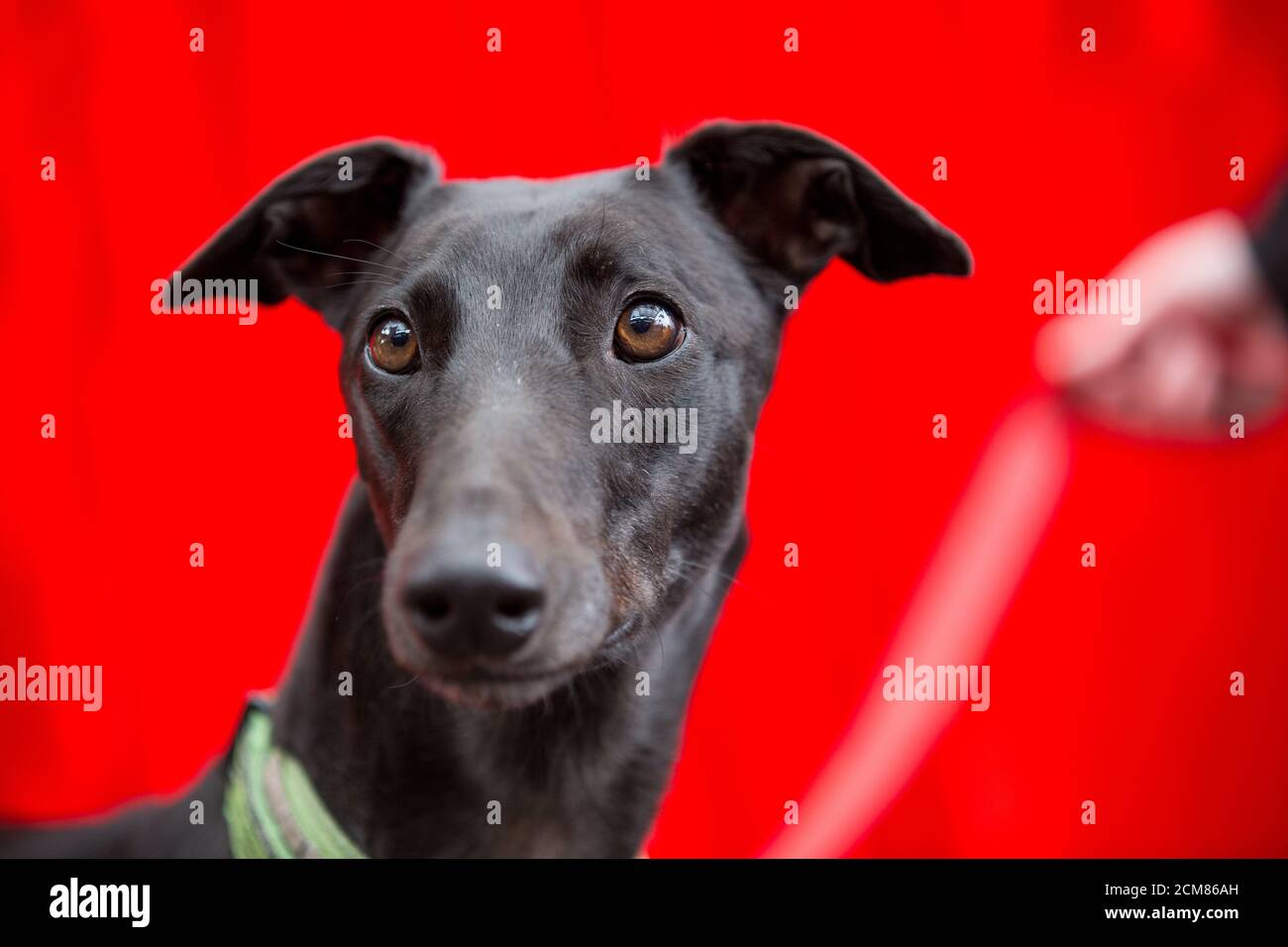 Nervöser Windhund posiert für Fotos Stockfoto