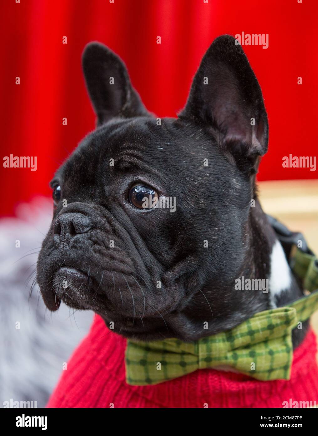 Französische Bulldogge trägt eine Fliege Stockfoto