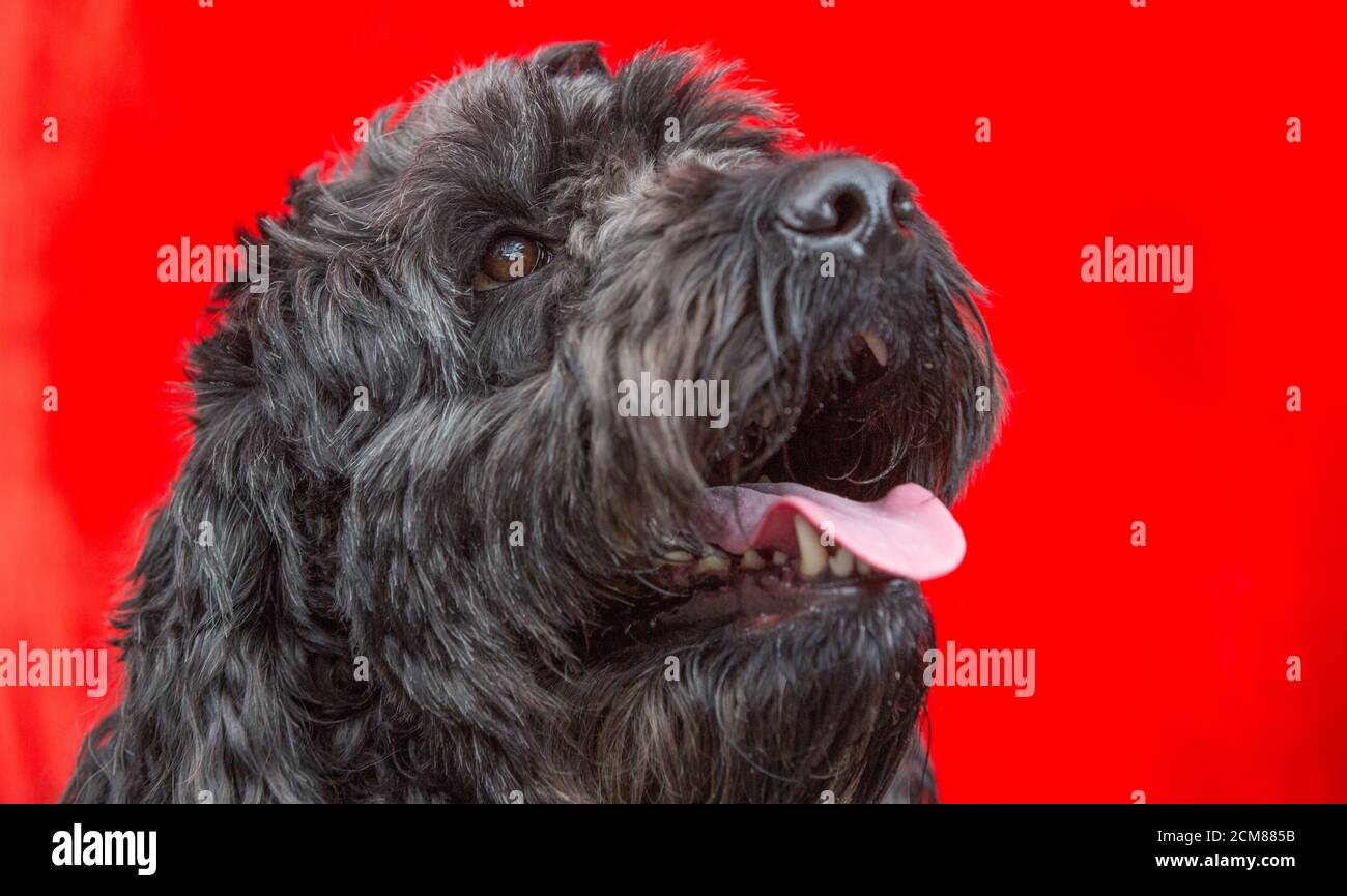 Hund freut sich, seinen Besitzer zu sehen Stockfoto