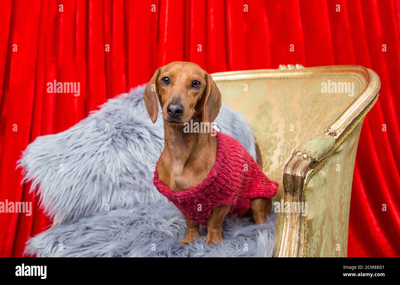 Zaghaft Dachshund trägt einen warmen Pullover posiert für Fotos Stockfoto