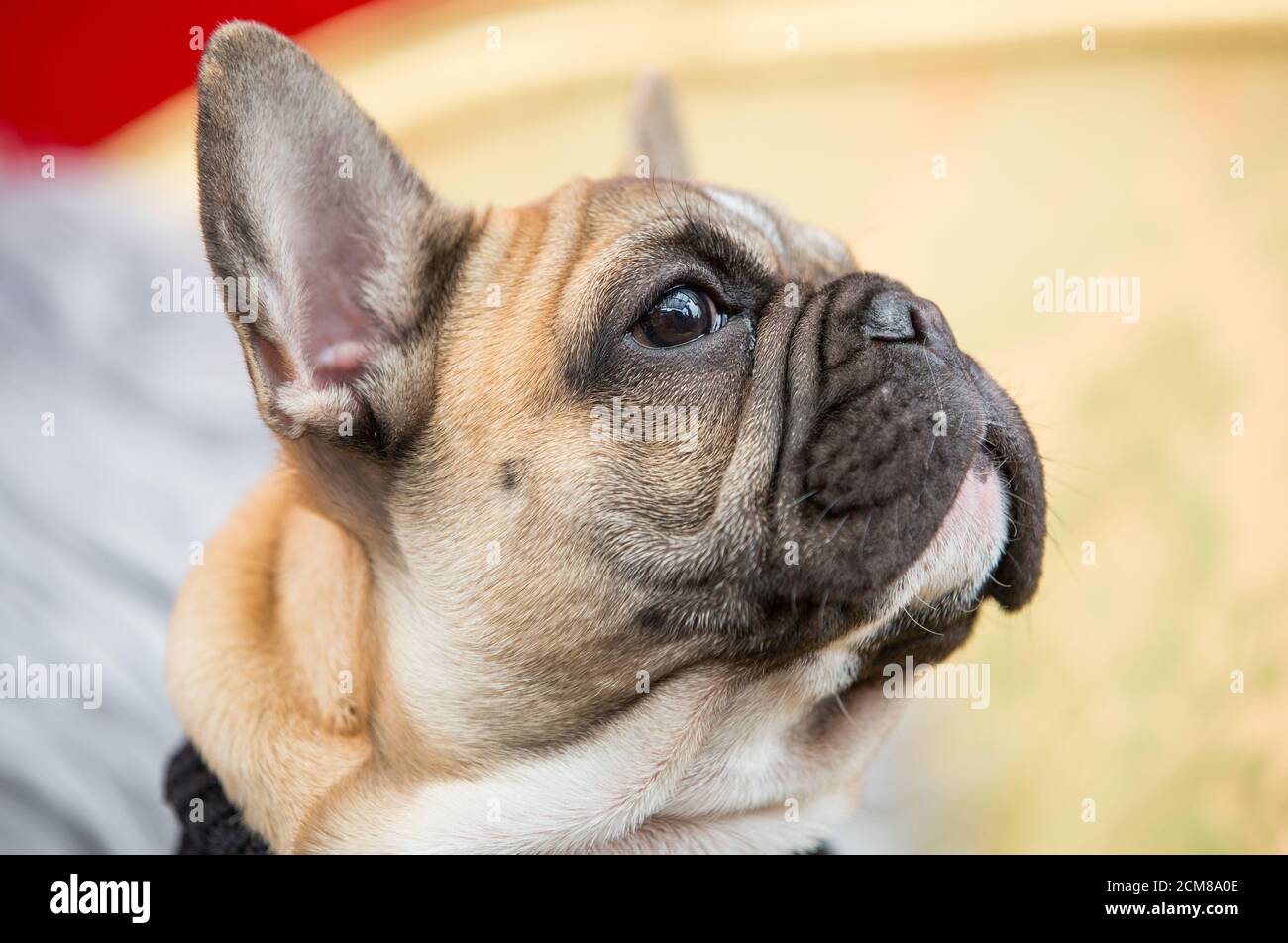 Französische Bulldogge in Winterpullover Stockfoto