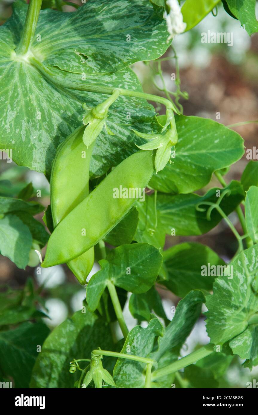 Schneeerbsenpflanze (Pisum sativum) mit Hülsen, Melbourne, Australien Stockfoto