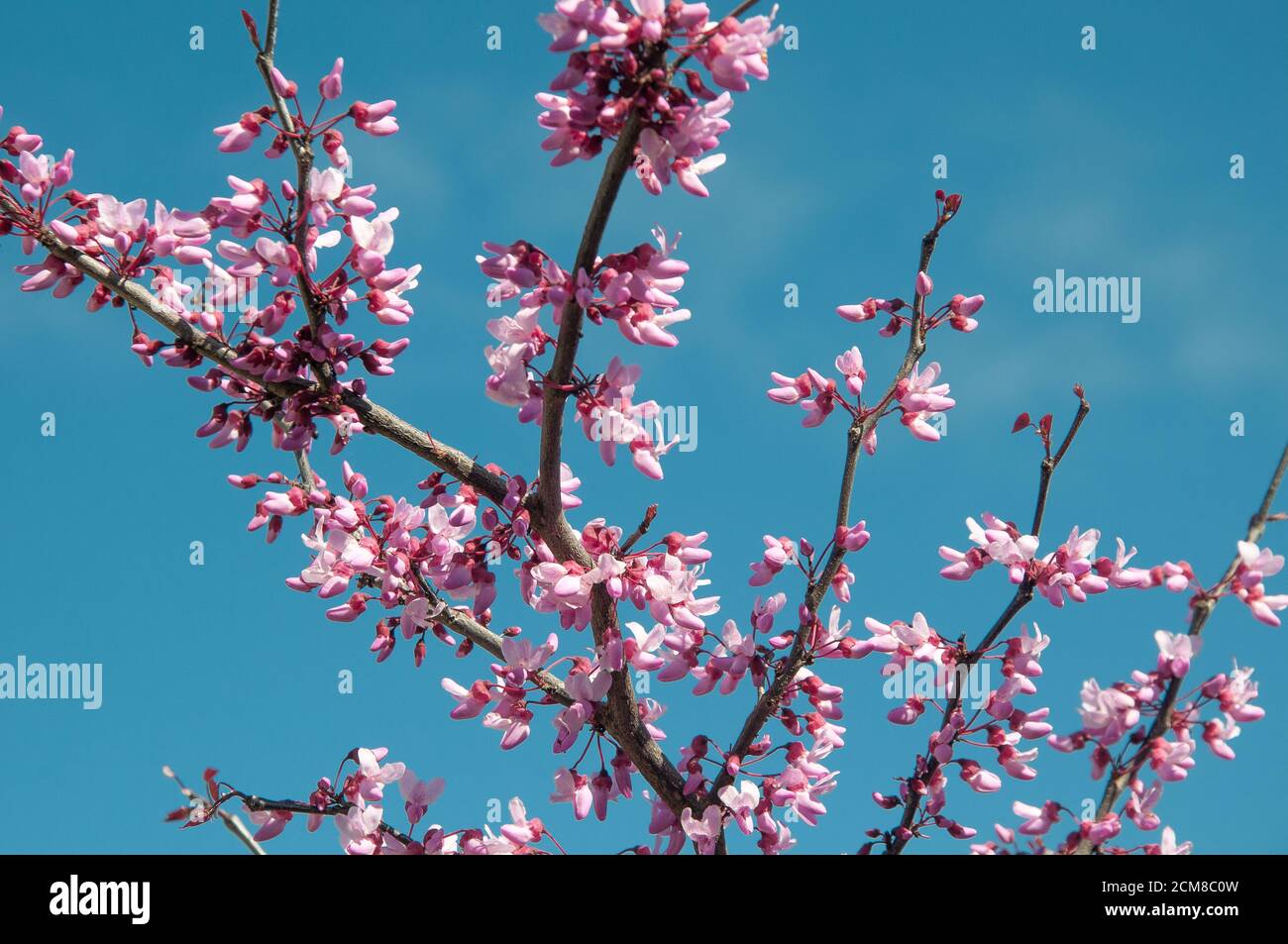 Frühlingsblüte auf einem Waldschneehaus, Cercis canadiensis Stockfoto