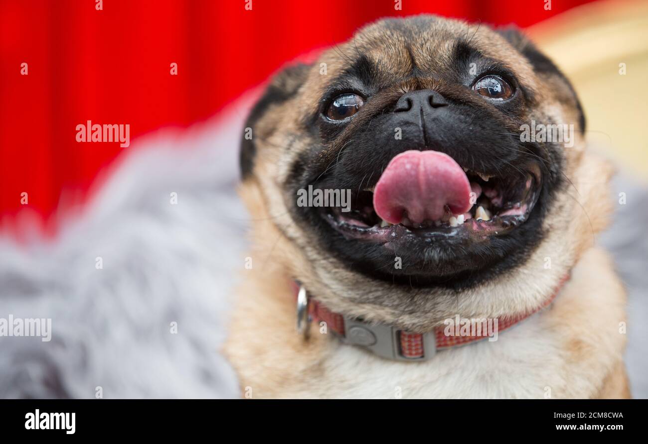 Haustier Mops Stockfoto