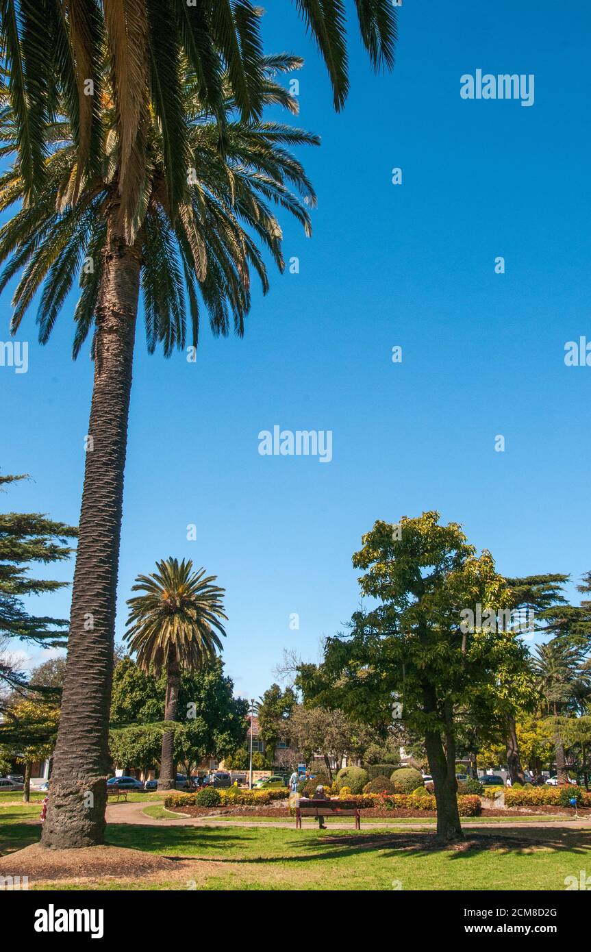Die 1909 angelegten Hopetoun-Gärten von Elsternwick sind die Heimat mehrerer bedeutender Bäume. Melbourne, Australien. Stockfoto