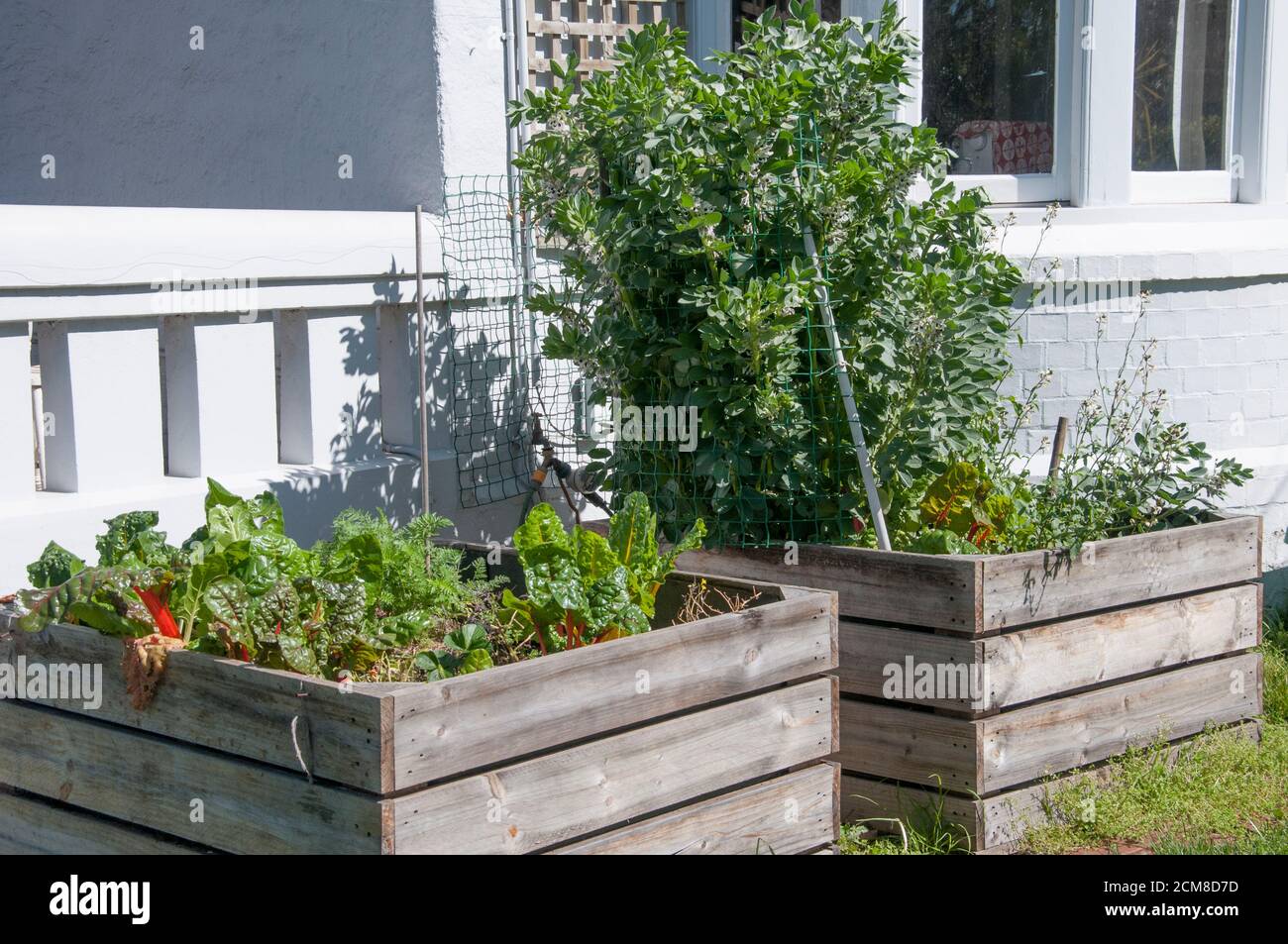 Gemüsegarten in einer Pflanzbox in einem Haus in einem Vorort, Melbourne, Australien, eingeschlossen, eine beliebte Aktivität während der COVID-19-Sperre von 2020. Stockfoto