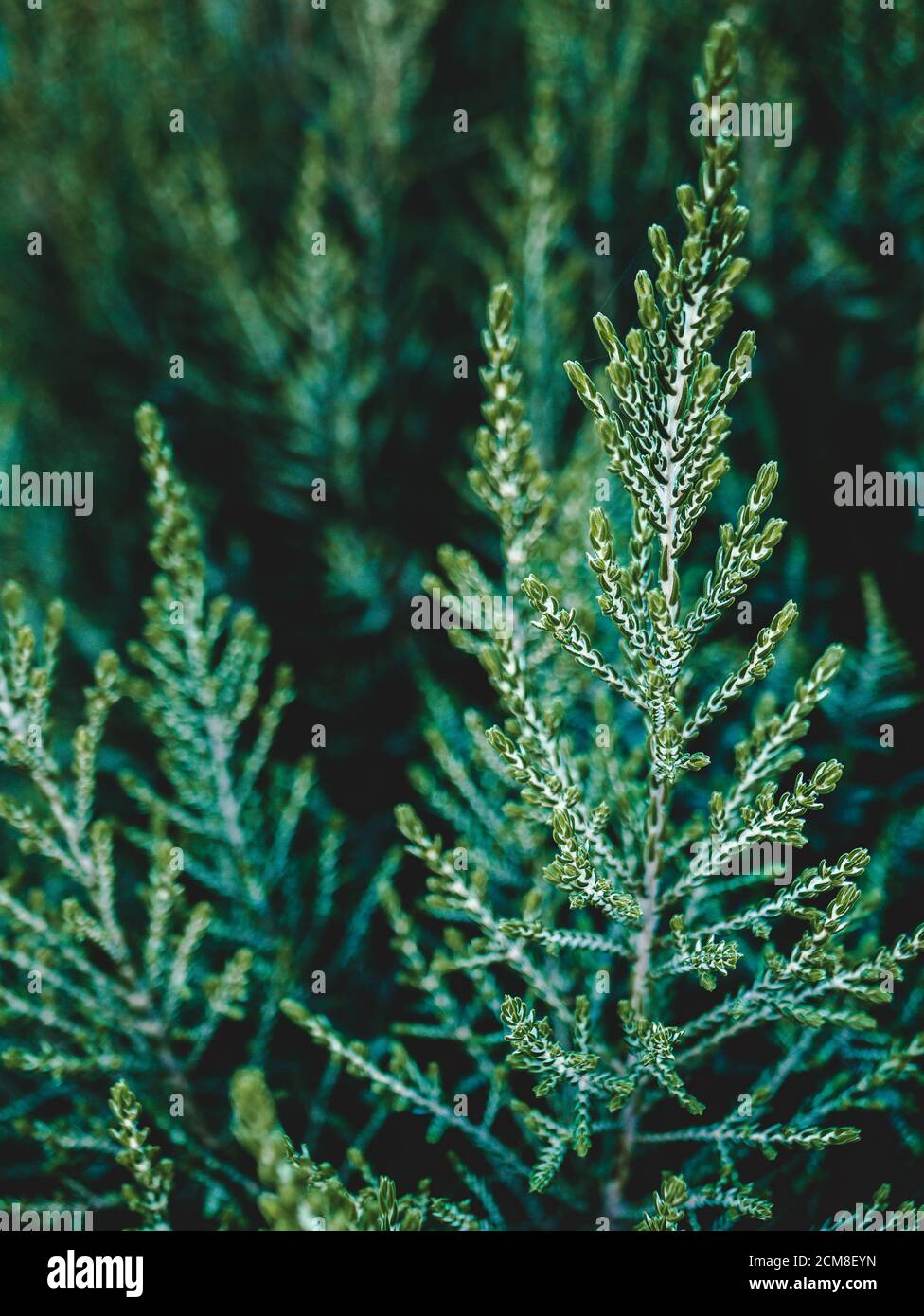 Schönes, verschlungenes Muster aus immergrünen Busch Stockfoto