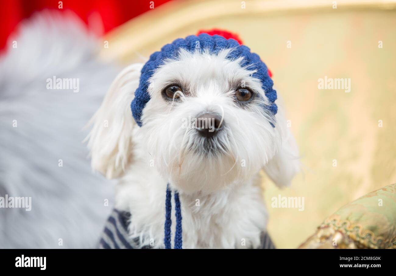 Der verquietschte Hund trägt einen gestrickten Hut Stockfoto