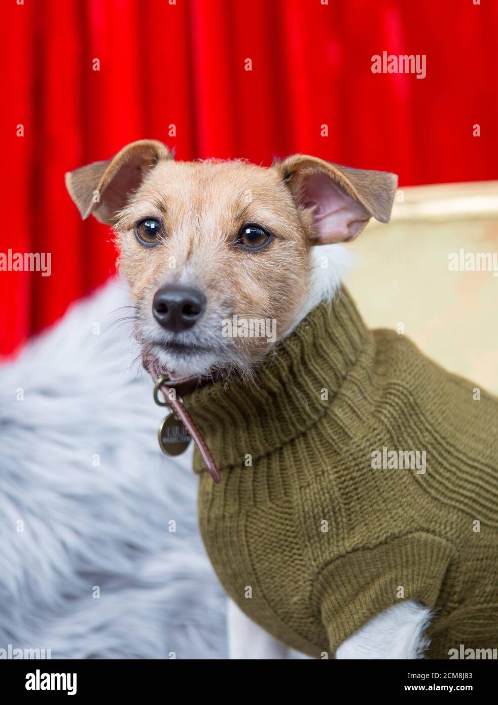 Jack Russell Terrier trägt Winterkleidung Stockfoto