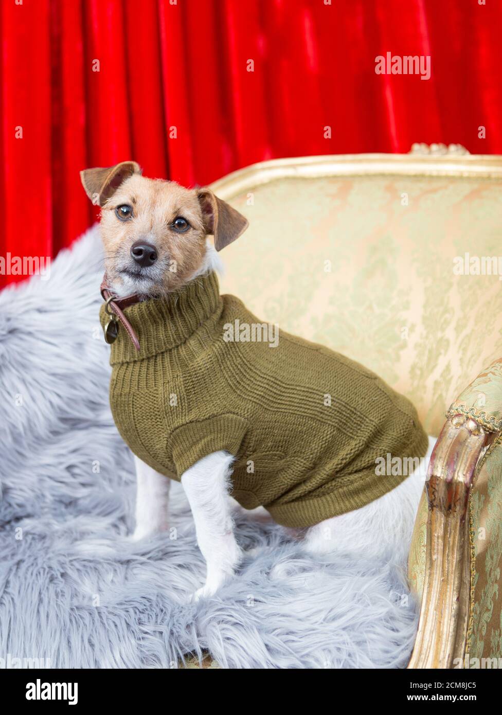 Jack Russell Terrier trägt Winterkleidung Stockfoto