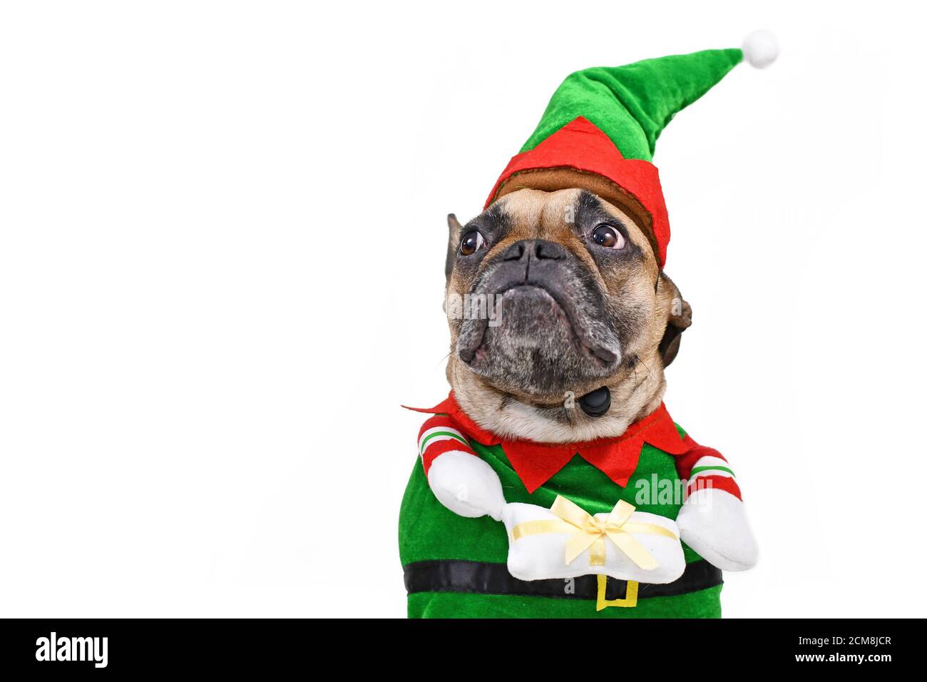 Niedlichen Weihnachten Elfen Hund. Ein französischer Bulldogge Hund trägt traditionelle weihnachtskostüm mit Armen halten Geschenk mit lustigen Gesicht isoliert auf weißem Hintergro Stockfoto
